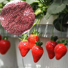 Load image into Gallery viewer, 200 Giant Strawberry Seeds Edible for Home Garden Plants Fruits Seed S066